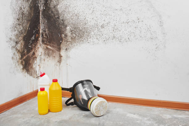 Best Residential Mold Remediation in Utica, MI