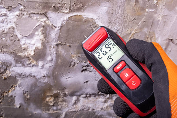 Best Post-Flood Mold Remediation in Utica, MI