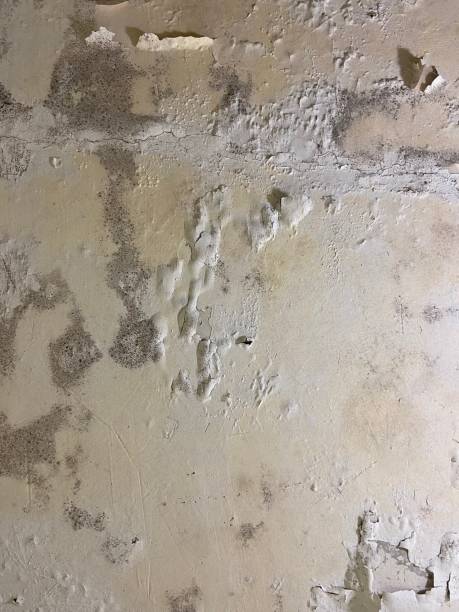 Best Basement Mold Remediation in Utica, MI