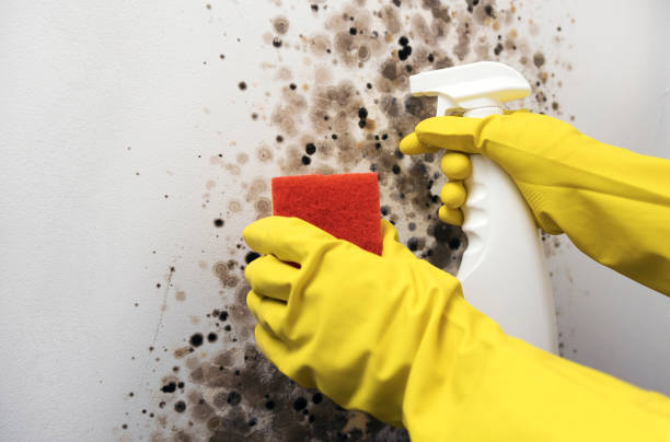 Best Crawl Space Mold Remediation in Utica, MI