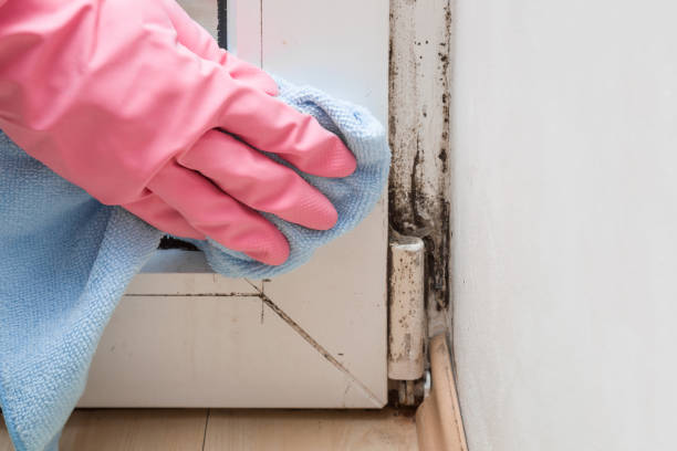 Best Insurance-Related Mold Remediation in Utica, MI