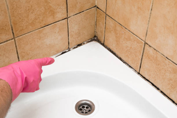Best HVAC Mold Remediation in Utica, MI